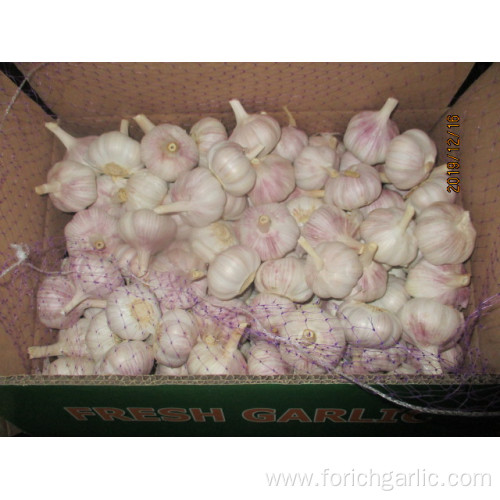 Normal White Garlic New 2019